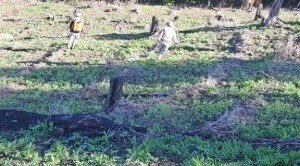 मणिपुर पुलिस ने नष्ट किए 30 एकड़ अफीम की खेती