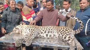 बांग्लादेश में बंगाल टाइगर की पिटाई से मौत!, जांच ...