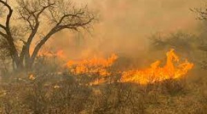 टेक्सास में भीषण आग से 10 लाख एकड़ भू भाग प्रभावित, ...