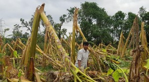 चक्रवात से प्रभावित बंगाल के किसानों ने सरकार से ...
