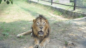 इटावा सफारी पार्क में बब्बर शेर बाहुबली की मौत